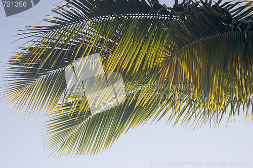 Image of Backlit Palm Leaves