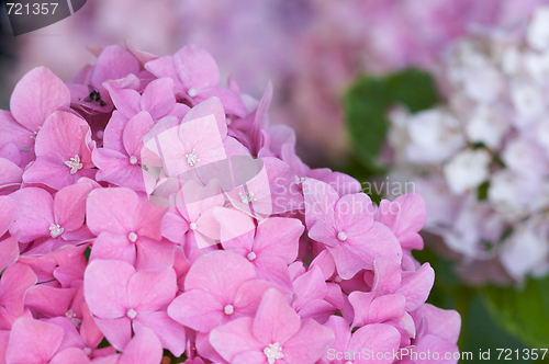 Image of Beautiful Hydrangea Blossoms