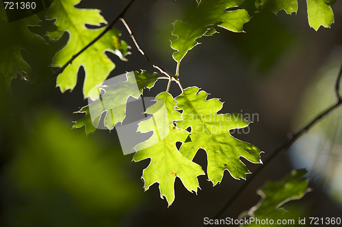 Image of Backlit Oak Leaves