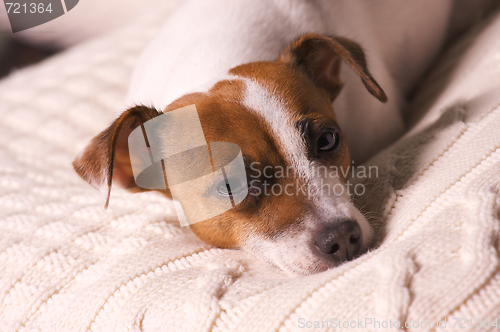 Image of Jack Russell Terrier Portrait