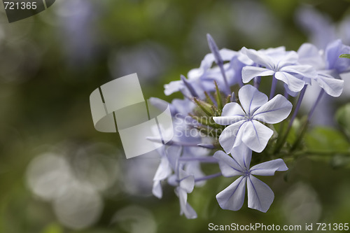 Image of Purple Spring Flower Blossom