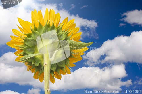 Image of Sunflower Soaking Up The Sun Rays