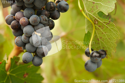 Image of Grapes & Vines