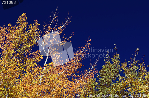 Image of Colorful Aspen Pines