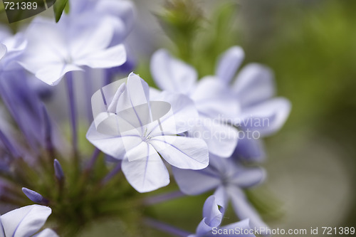 Image of Purple Spring Flower Blossom