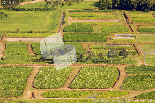 Image of Hanalei Valley and Taro Fields