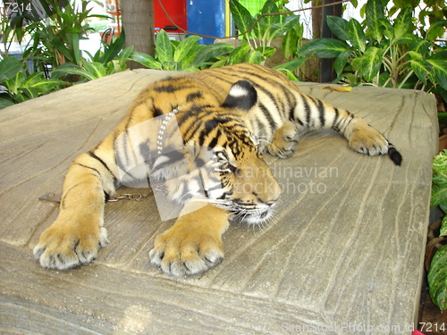 Image of Tiger in Pattaya, Thailand