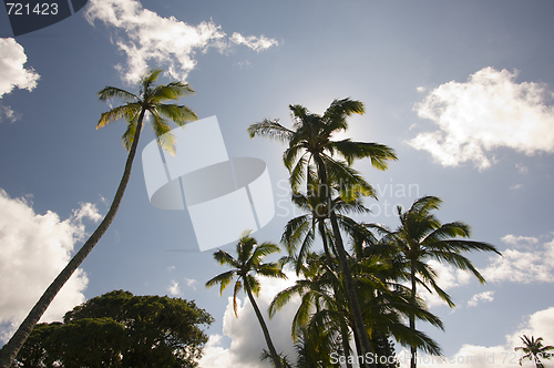 Image of Palm Trees and Clouds