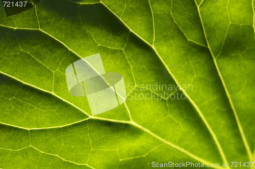 Image of Macro Backlit Large Leaf