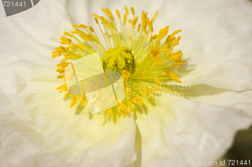 Image of Macro White Iceland Poppie Bloom