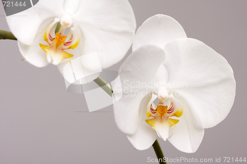 Image of Macro Orchid Flower Blossoms
