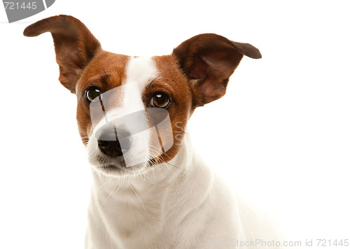 Image of Portait of an Adorable Jack Russell Terrier