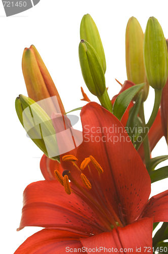 Image of Beautiful Asiatic Lily Bloom