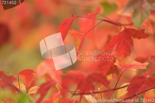 Image of Autumn Leaves