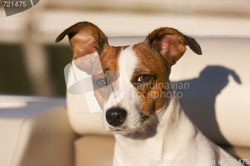 Image of Jack Russell Terrier Portrait