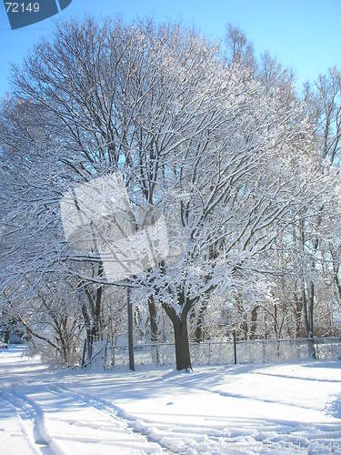 Image of Winter Tree