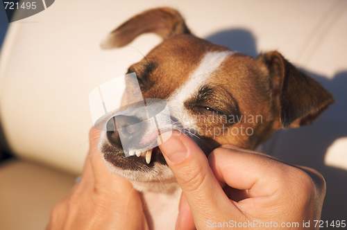 Image of Jack Russell Terrier Tooth Exam
