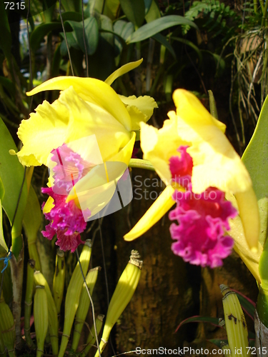 Image of Orchids in Pattaya, Thailand