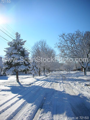 Image of Lonely Pine Tree