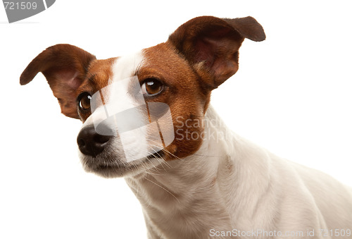 Image of Portait of an Adorable Jack Russell Terrier