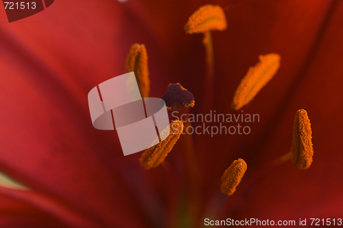 Image of Beautiful Asiatic Lily Bloom Anthers