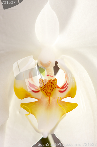 Image of Macro Orchid Flower Blossom