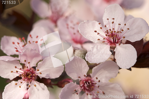 Image of Early Spring Pink Tree Blossoms