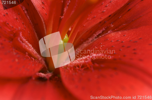 Image of Beautiful Asiatic Lily Bloom