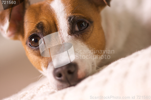 Image of Jack Russell Terrier Portrait