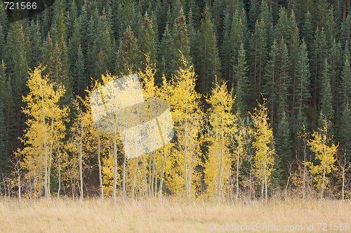 Image of Aspen Pines Changing Color 