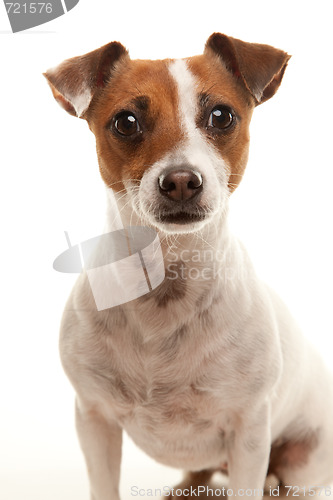 Image of Portait of an Adorable Jack Russell Terrier