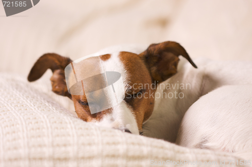 Image of Jack Russell Terrier Portrait