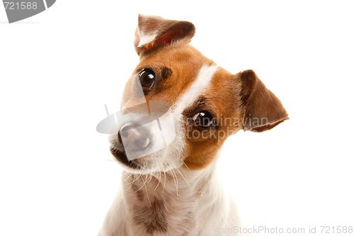 Image of Portait of an Adorable Jack Russell Terrier