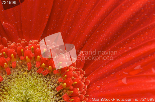 Image of Macro Red Gerber Daisy with Water Drops