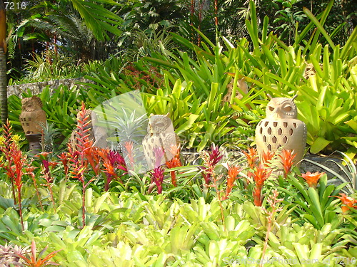 Image of Tropical Garden in Thailand