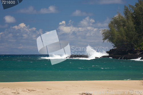 Image of Tropical Shoreline and Trees