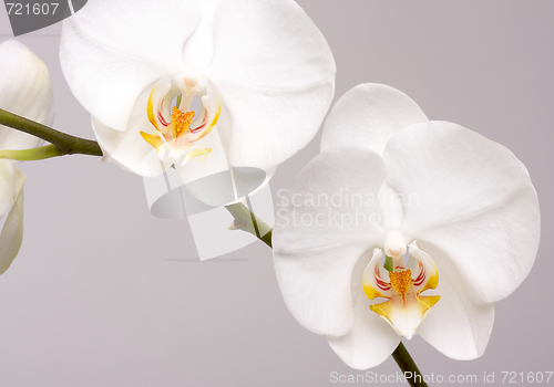 Image of Macro Orchid Flower Blossoms