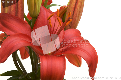 Image of Beautiful Asiatic Lily Bloom