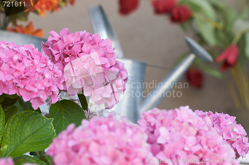 Image of Beautiful Hydrangea Blossoms