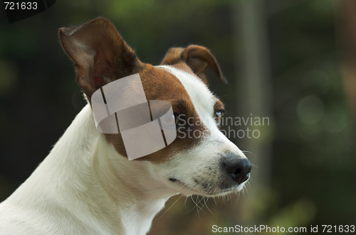 Image of Jack Russell Terrier Portrait