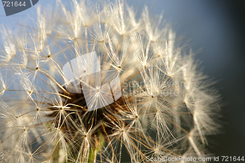 Image of Dandelion Macro Shot