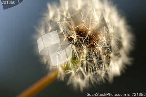 Image of Dandelion Macro Shot