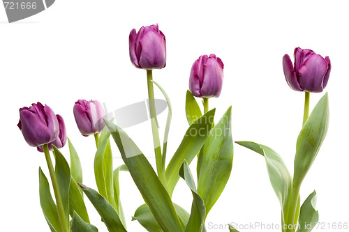 Image of Set of Purple Tulips