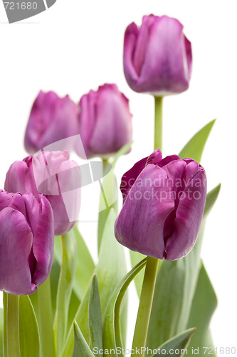 Image of Set of Purple Tulips