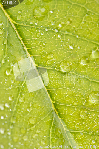 Image of Close Up Leaf & Water Drops