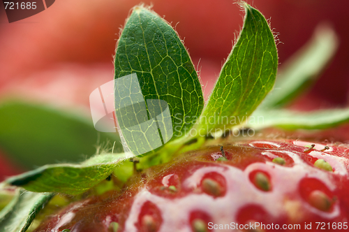 Image of Close-up Strawberries