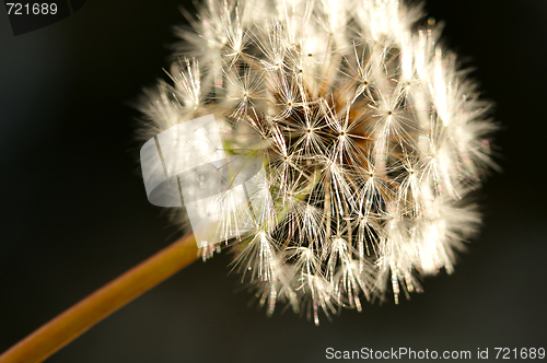 Image of Dandelion Macro Shot