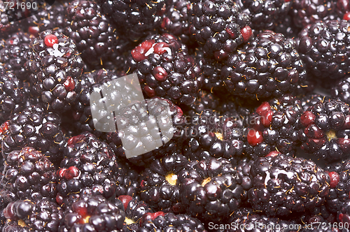 Image of Macro Blackberries with Water Drops