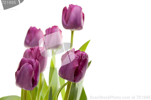 Image of Set of Purple Tulips