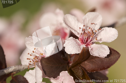 Image of Early Spring Pink Tree Blossoms